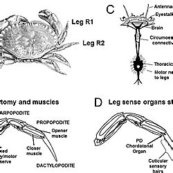 Schematic diagram of the anatomy of the crab Cancer pagurus L.