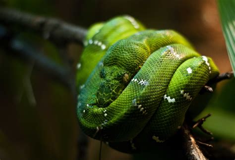 Emerald Tree Boa Wallpaper