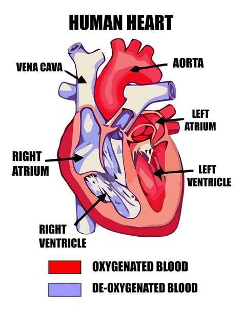 Free Heart Diagrams | 101 Diagrams