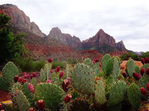 The Hidden Beauty of Xerophytes - Dengarden