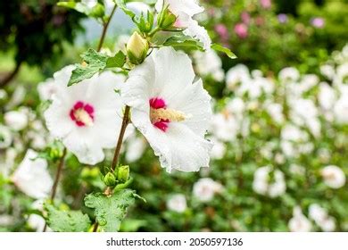 Korea National Flower Mugunghwa Flower Stock Photo 2050597136 ...