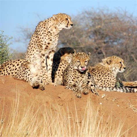 Cheetah Reintroduction in India : Detailed Report