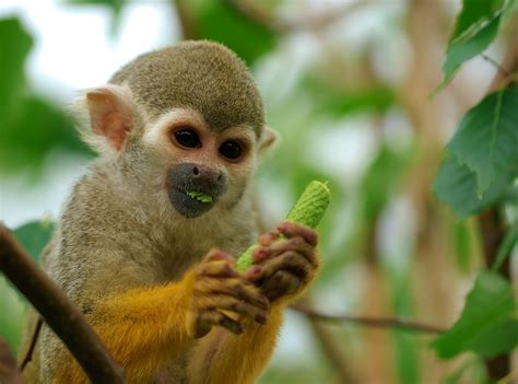 Animales en el Planeta: El mono ardilla común (Saimiri sciureus)