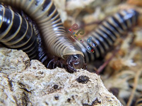 Florida Ivory Millipede (Chicobolus spinigerus) – Pet Pedes and Pods