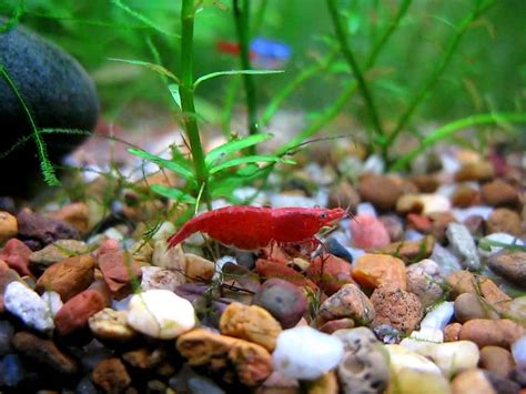 My Red Cherry Shrimp tank - YouTube