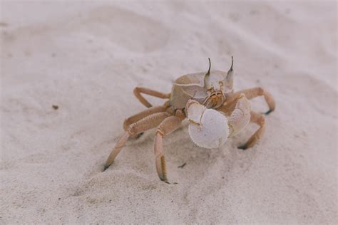 Fauna&Flora – Welcome to Socotra