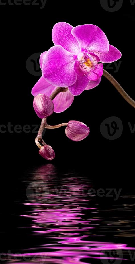 Pink orchid on black 2778309 Stock Photo at Vecteezy