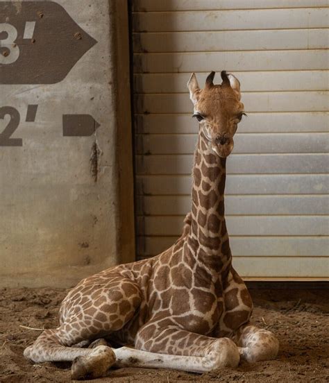 Tulsa Zoo Announces Baby Giraffe Name | Tulsa Zoo