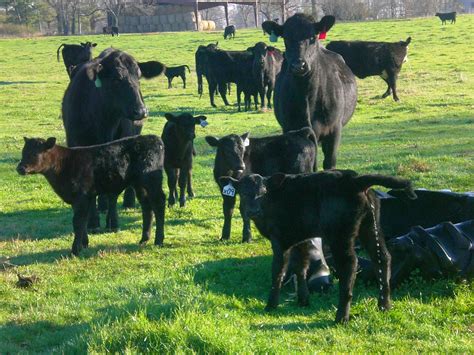 Sitting in the pasture...: Wordless Wednesday: Calving Season