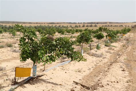 New R&D Center dedicated to Desert Agriculture founded - Israel ...