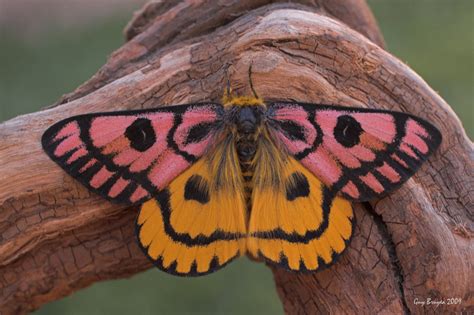 Day Moth (Hemileuca eglanterina) photo - Guy Bruyea photos at pbase.com