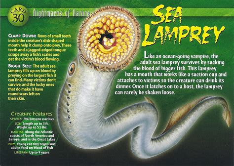 Sea Lamprey - Wierd N'wild Creatures Wiki