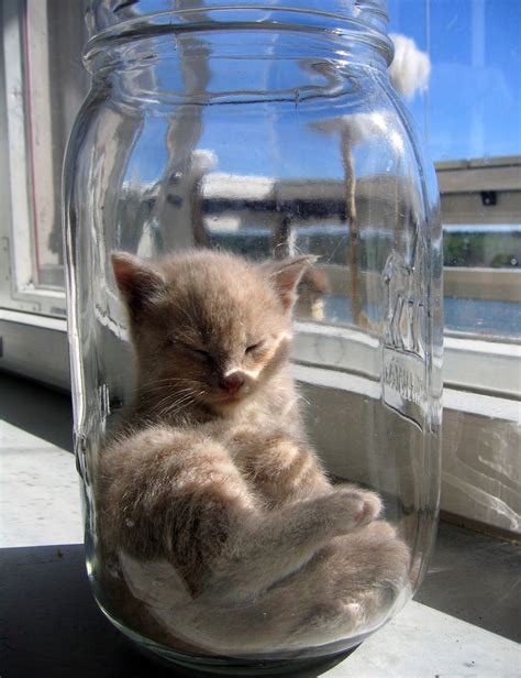 42 best Cat in Jars - WTF (and other cats in odd situations) images on ...