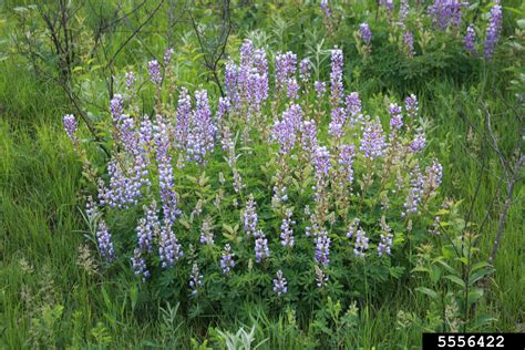 perennial lupine (Lupinus perennis)