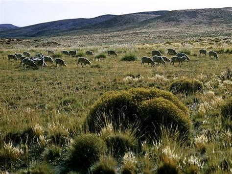 The Pampas | plain, Argentina | Britannica.com