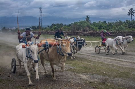 KARAPAN SAPI TRADISIONAL DI SIGI | ANTARA Foto