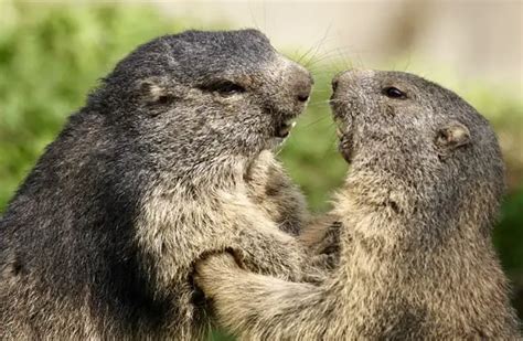 Marmot - Description, Habitat, Image, Diet, and Interesting Facts