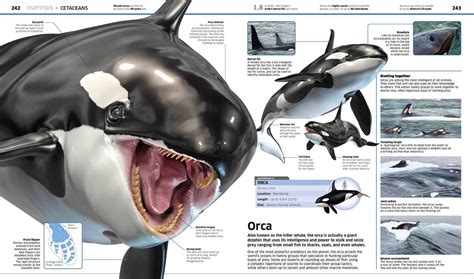 ArtStation - Orca Killer whales