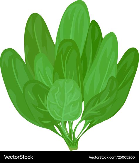 Spinach branch icon cartoon style Royalty Free Vector Image