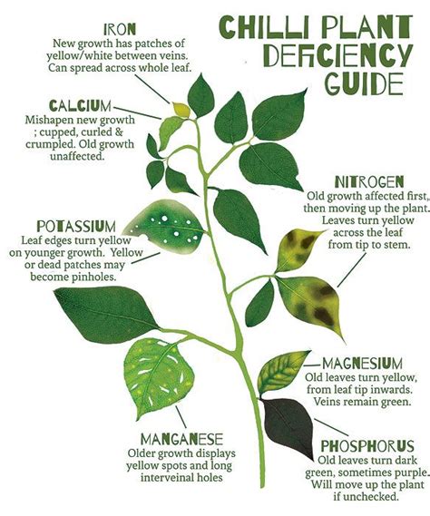 Aquarium Plant Symptoms - Maison & Jardin