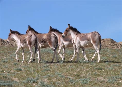 HJ/70/18 The Himalayan Wildlife