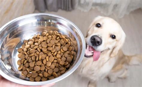 Best Dog Food For Golden Retriever: Guide And Pick