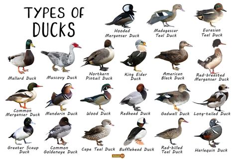 Duck Facts, Types, Identification, Habitat, Diet, Adaptations | Types of ducks, Duck breeds ...