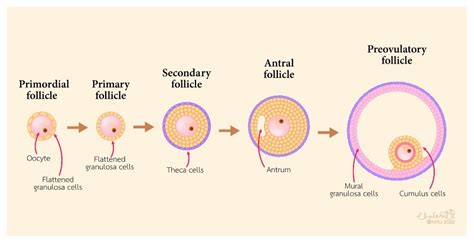 Cells | Free Full-Text | The Function of Cumulus Cells in Oocyte Growth and Maturation and in ...