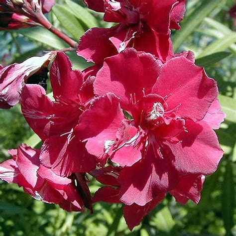 9 of the Best Oleander Varieties | Gardener’s Path