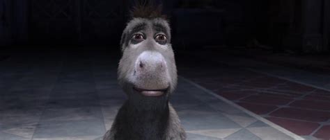 Staring Donkey (Full Frame) | Staring Donkey | Know Your Meme