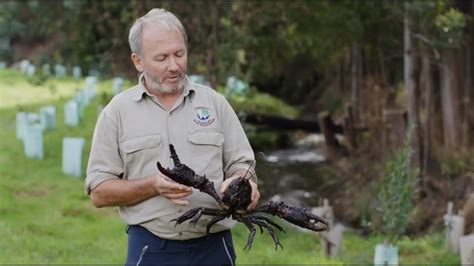 Recovering Populations of Tasmania's Giant Freshwater Crayfish - YouTube