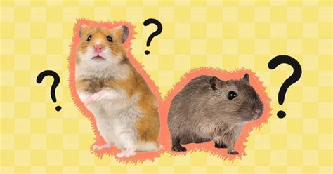 Gerbil Vs. Hamster: The Differences Between These Tiny Pets - DodoWell ...