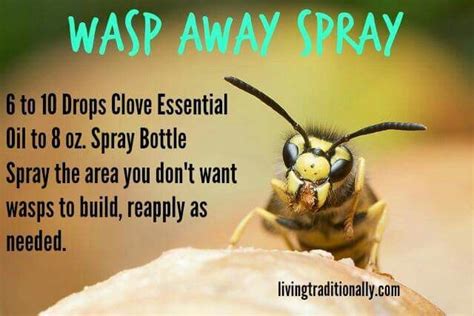 Homemade Wasp Repellant | Wasp repellent, Clove essential oil, Wasp