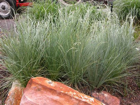 Poa labillardieri 'ESKDALE' - Botanica Nurseries