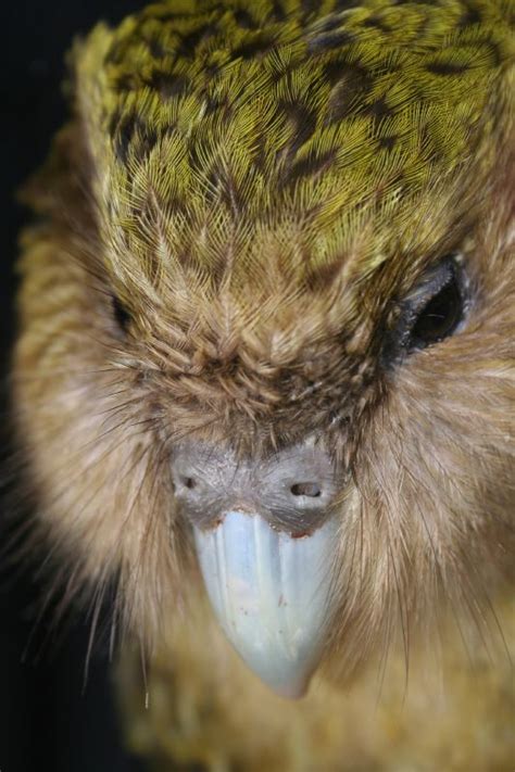 Kakapo genomes to be sequenced in world first - In the News - Science Media Centre