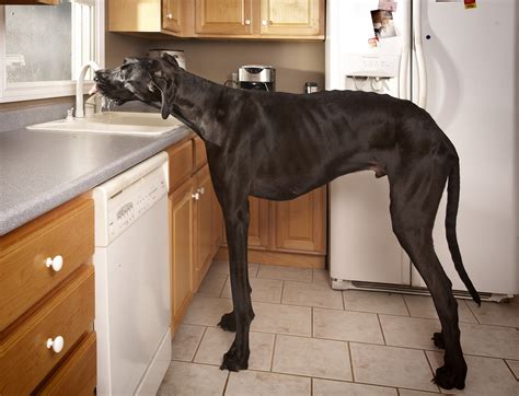 Michigan Great Dane named world's tallest dog - CBS News