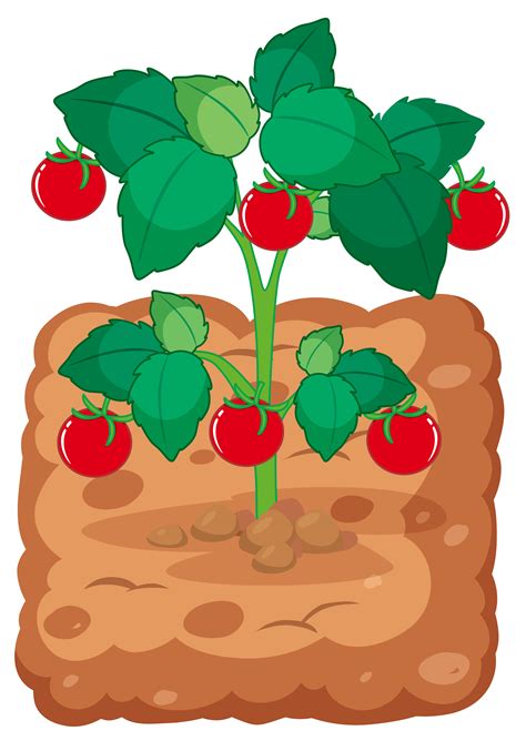 Tomato plant on the soil 293374 Vector Art at Vecteezy