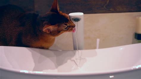 Abyssinian Cat Playing Water Slow Motion Stock Footage SBV-338079670 ...