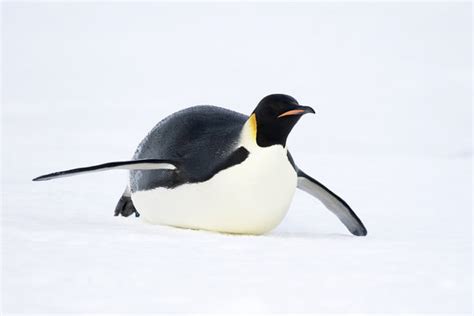 Emperor Penguin Sliding