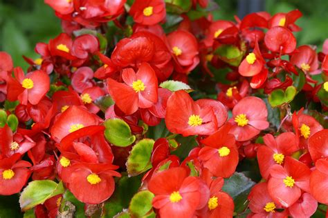 How to Care for Begonias | Hunker | Plants for hanging baskets, Hanging plants, Plants