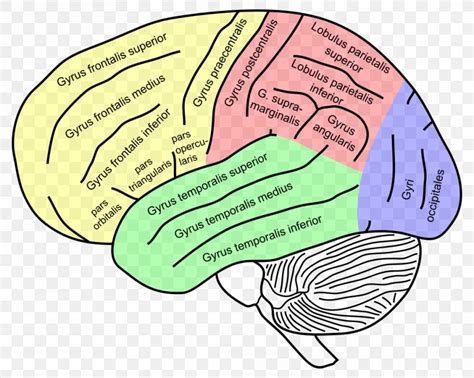 Inferior Frontal Gyrus Superior Frontal Gyrus Middle Frontal Gyrus ...