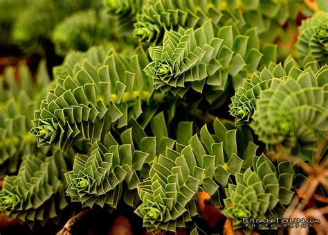 Fractal Plant by briantolin