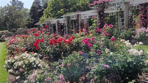 Walking tour of the Rose Garden at The Huntington Library, Art Museum ...