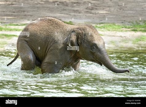 Litte baby elephant playing in water in its habitat Stock Photo - Alamy