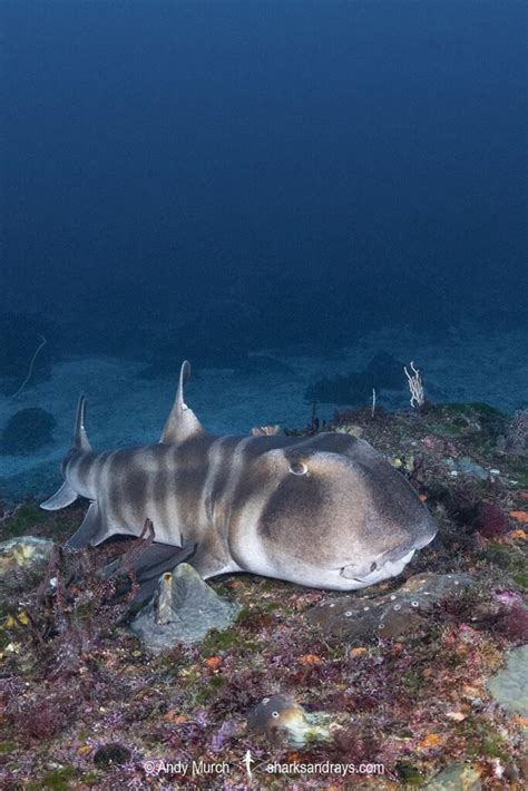 Japanese Bullhead Shark - Heterodontus japonicus