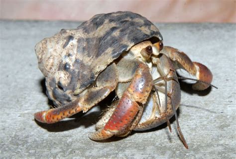 Huntsman Marine Science Centre: New Hermit crabs at the Fundy Discovery Aquarium