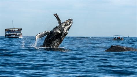 Best Whale Watching Tours in Maui 2024 - Hawaii Travel Guide