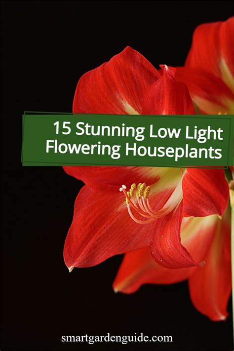 15 Stunning Low Light Flowering Houseplants | Indoor flowering plants, Easy care indoor plants ...