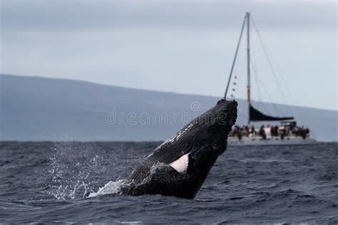 Humpback Whale Breaching Near Lahaina in Hawaii. Stock Image - Image of ...