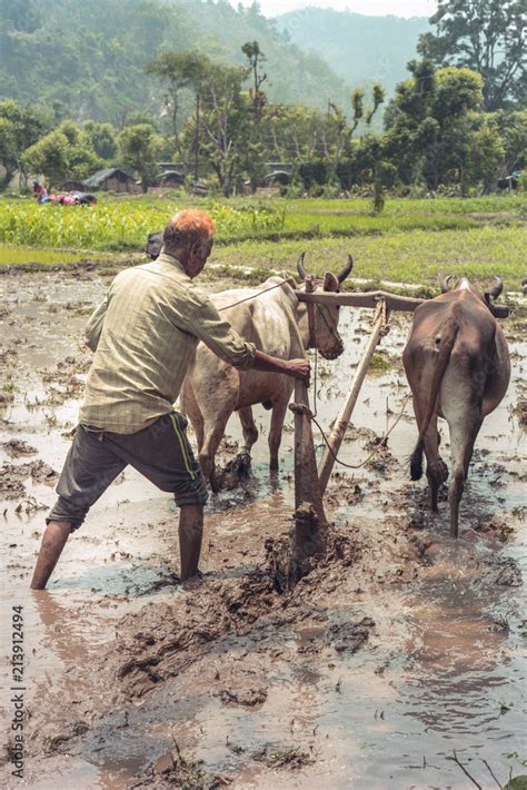 Indian farmer ploughing his fields using traditional wooden plough ...